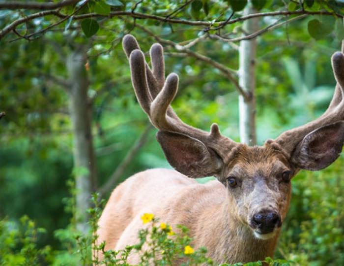 Пантолечение - Санаторий «им. Воровского»